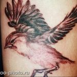 рисунка тату воробей 03.12.2018 №135 - photo tattoo sparrow - tattoo-photo.ru