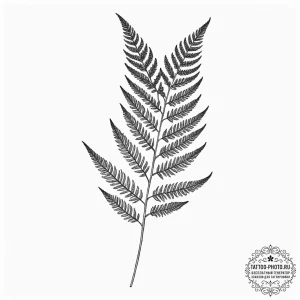 Tattoo design, a fern leaf, drawn with perfec... - эскиз тату (№1751600940_0, 04.07.2025 03:49) — tattoo-photo.ru