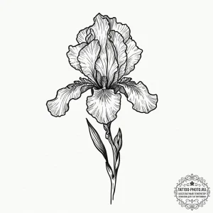 Iris, ink illustration for tattoo, clean line... - эскиз тату (№1751946078_0, 08.07.2025 03:41) — tattoo-photo.ru