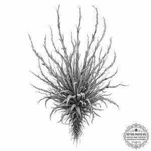 Cordyceps from the last of us, artistic tatto... - эскиз тату (№1752000882_0, 08.07.2025 18:54) — tattoo-photo.ru