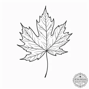 Maple, ink illustration for tattoo, on a clea... - эскиз тату (№1752737528_0, 17.07.2025 07:32) — tattoo-photo.ru