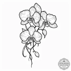 Orchid, tattoo flash sheet design, black outl... - эскиз тату (№1752856680_0, 18.07.2025 16:38) — tattoo-photo.ru