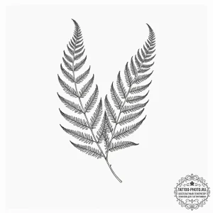Tattoo sketch a detailed fern leaf, showing i... - эскиз тату (№1753196017_0, 22.07.2025 14:53) — tattoo-photo.ru