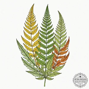 Fern, tattoo drawing outline, on a clean whit... - эскиз тату (№1753464494_0, 25.07.2025 17:28) — tattoo-photo.ru