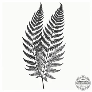 Fern, tattoo line art, blackwork tattoo style... - эскиз тату (№1753555458_0, 26.07.2025 18:44) — tattoo-photo.ru