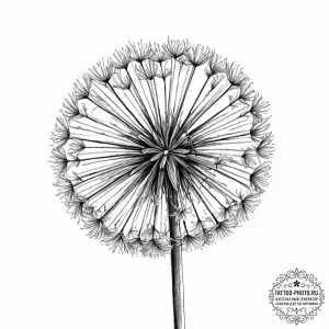 A dandelion clock (is there, but can be a clo... - эскиз тату (№1753699944_0, 28.07.2025 10:52) — tattoo-photo.ru
