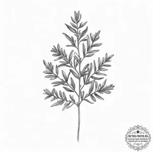 Tattoo sketch thyme - эскиз тату (№1755977023_0, 23.08.2025 19:23) — tattoo-photo.ru