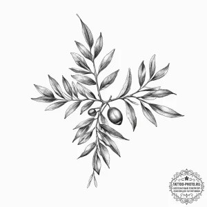 Tattoo sketch olive branch - эскиз тату (№1756668154_0, 31.08.2025 19:22) — tattoo-photo.ru