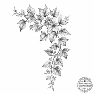 Tattoo sketch ivy vine - эскиз тату (№1757018855_0, 04.09.2025 20:47) — tattoo-photo.ru